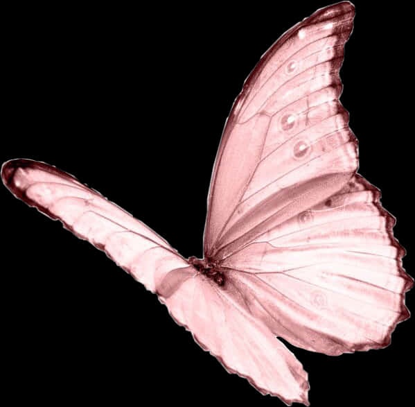 Pink Butterfly Black Background PNG