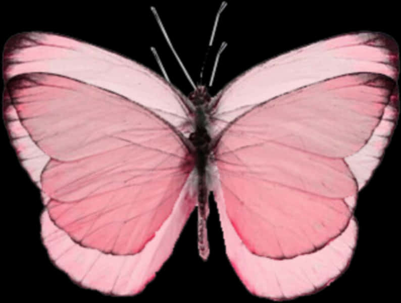 Pink Butterfly Transparent Background PNG