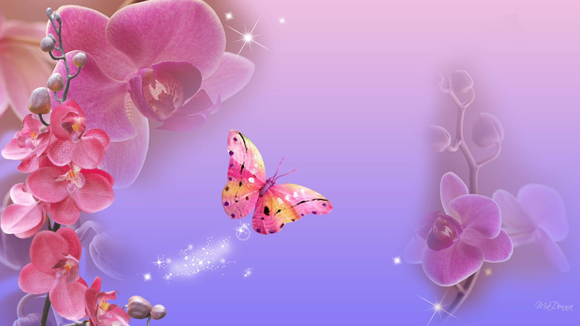 Pink Butterfly Vector Art Wallpaper