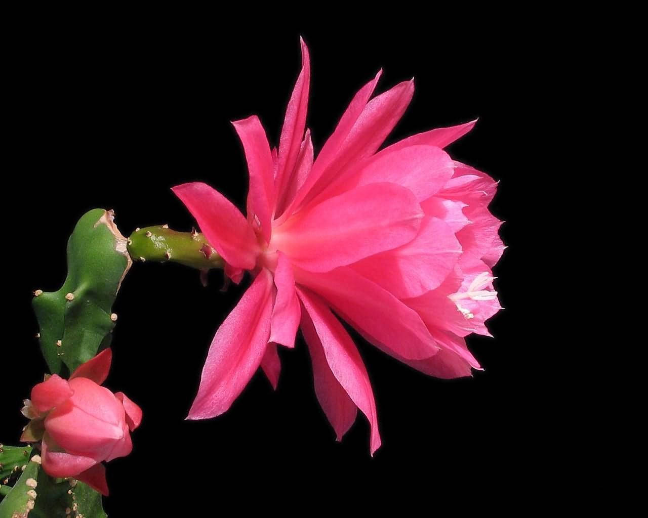 Pink Cactus Flower Profile