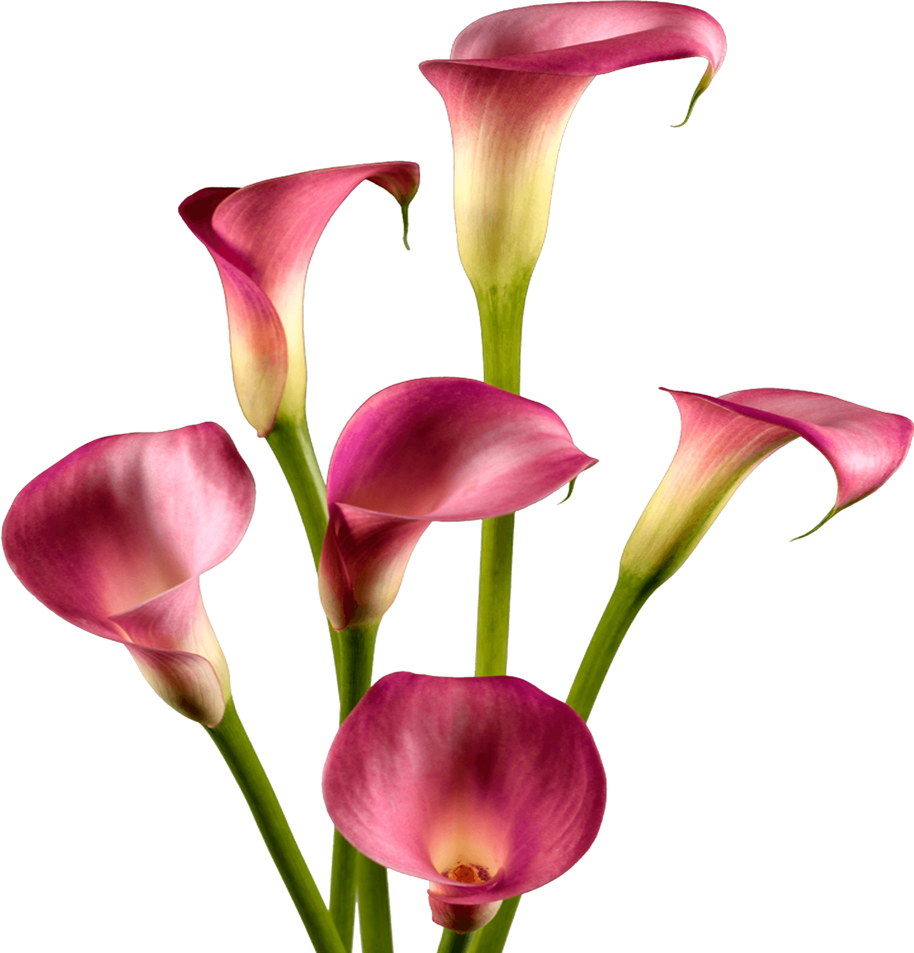 Pink Calla Lilies Floral Display PNG