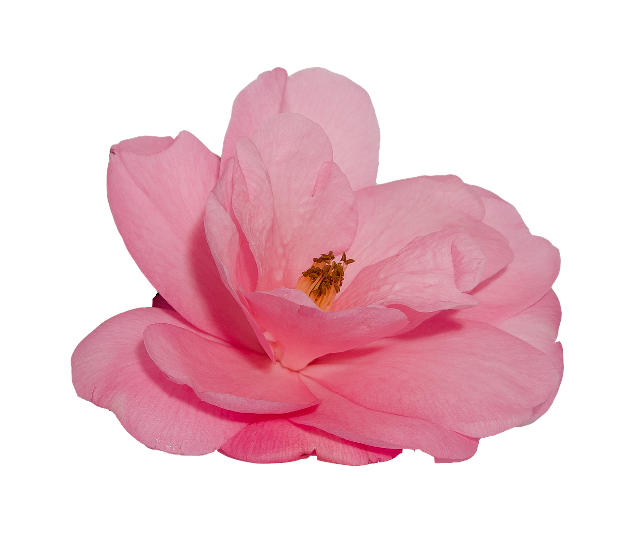 Pink Camellia Black Background PNG