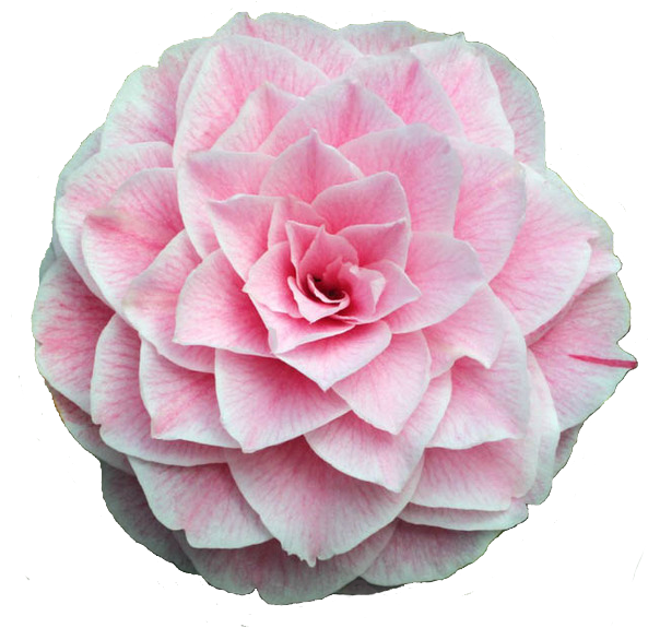 Pink Camellia Bloom PNG