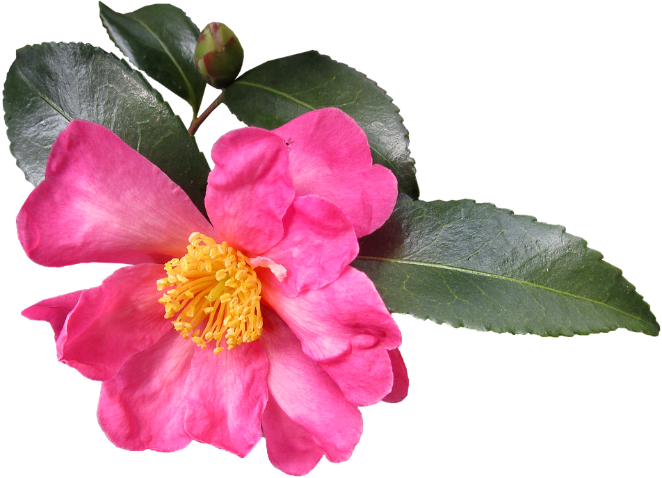 Pink Camellia Bloomand Bud PNG