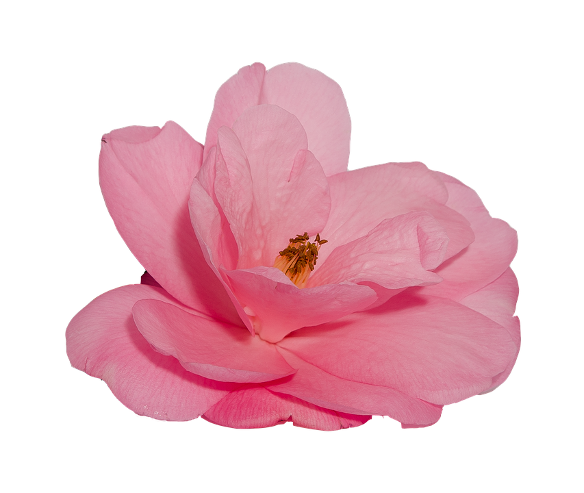 Pink Camellia Flower Isolated Background PNG