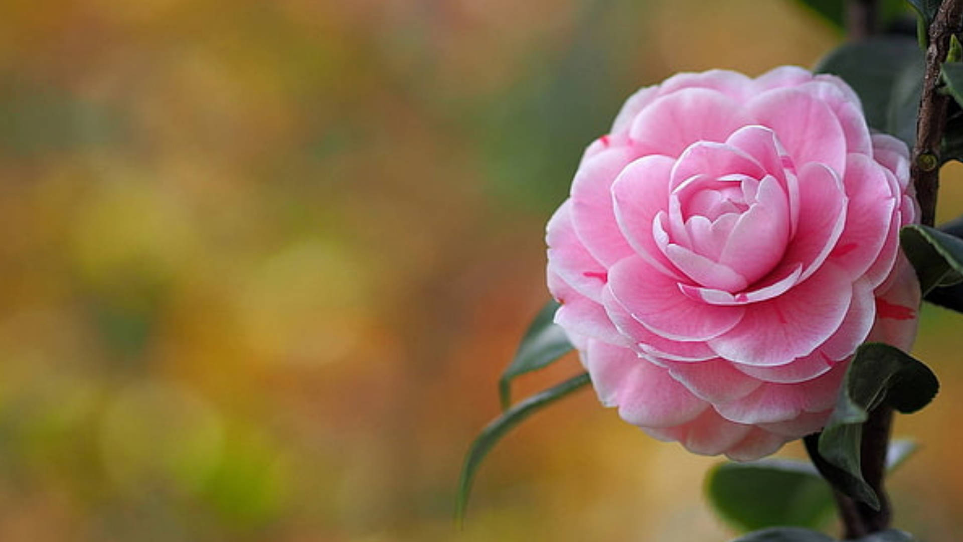 Pink Camellia Sasanqua blomster frister øjet med deres følsomme kronblader og rynkede centrum. Wallpaper