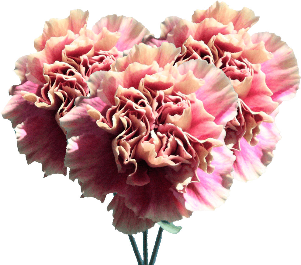 Pink Carnation Bouquet Isolated PNG