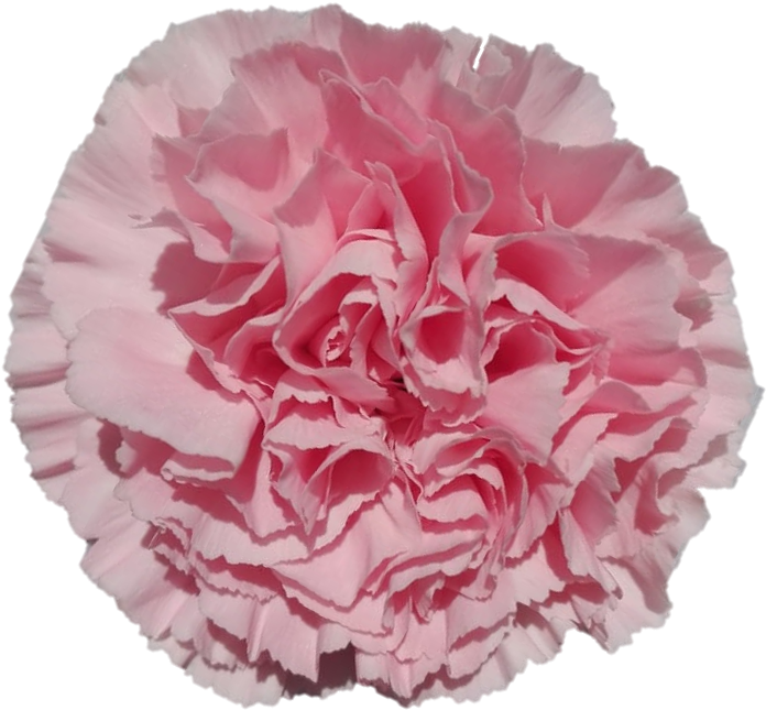 Pink Carnation Close Up PNG