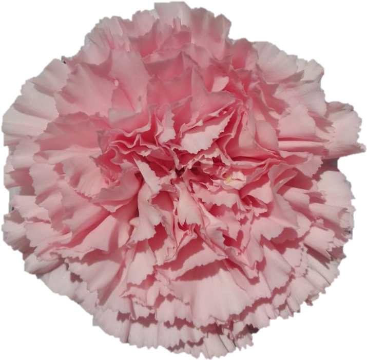 Pink Carnation Close Up PNG