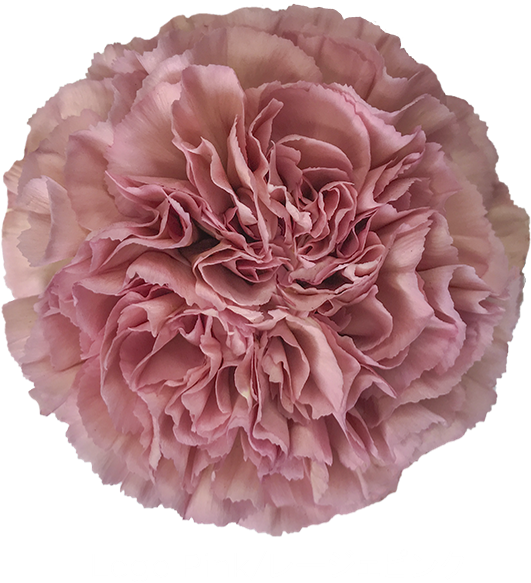 Pink Carnation Closeup PNG