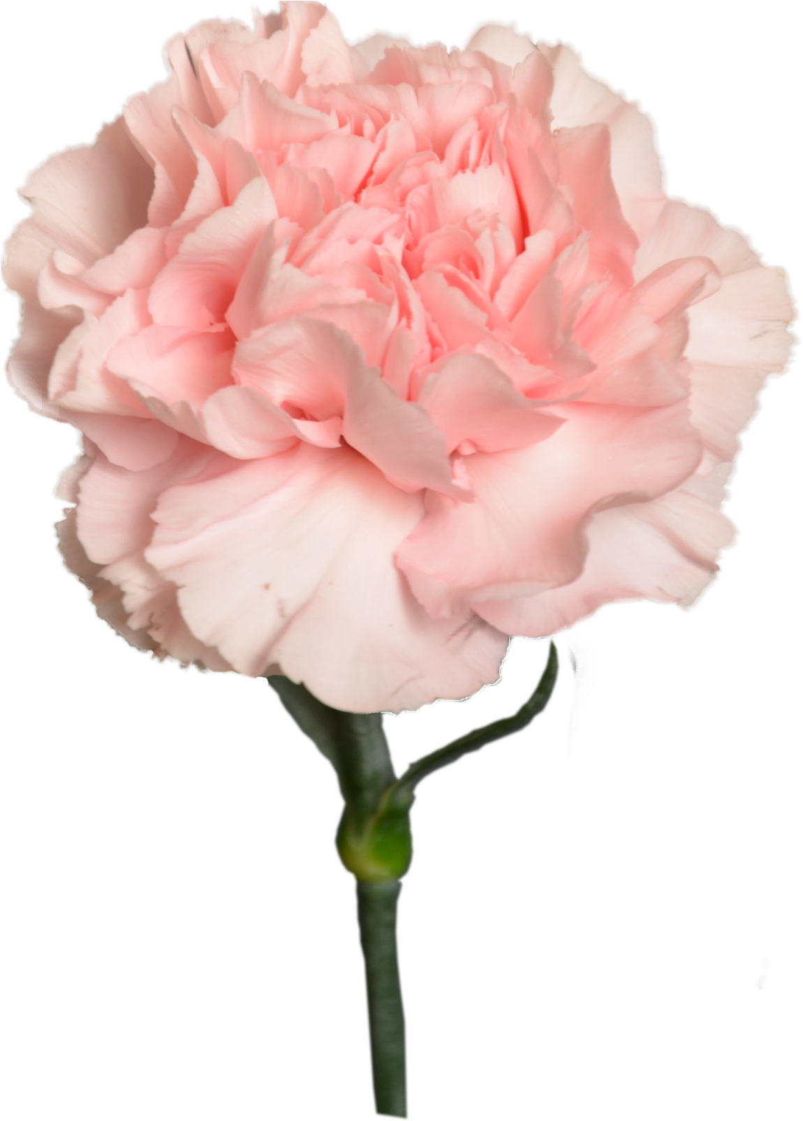 Pink Carnation Flower Bloom PNG