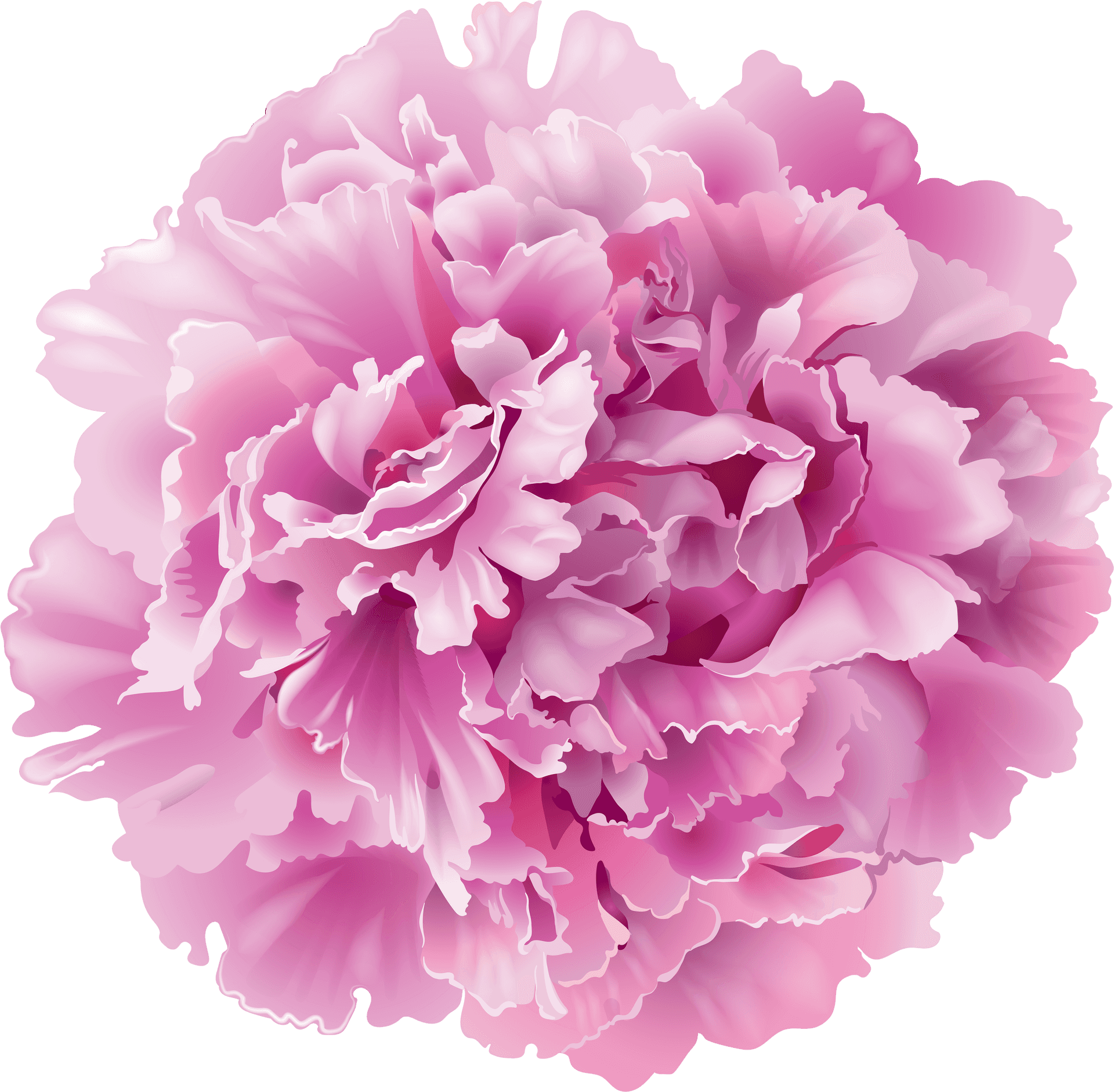 Pink Carnation Flower PNG