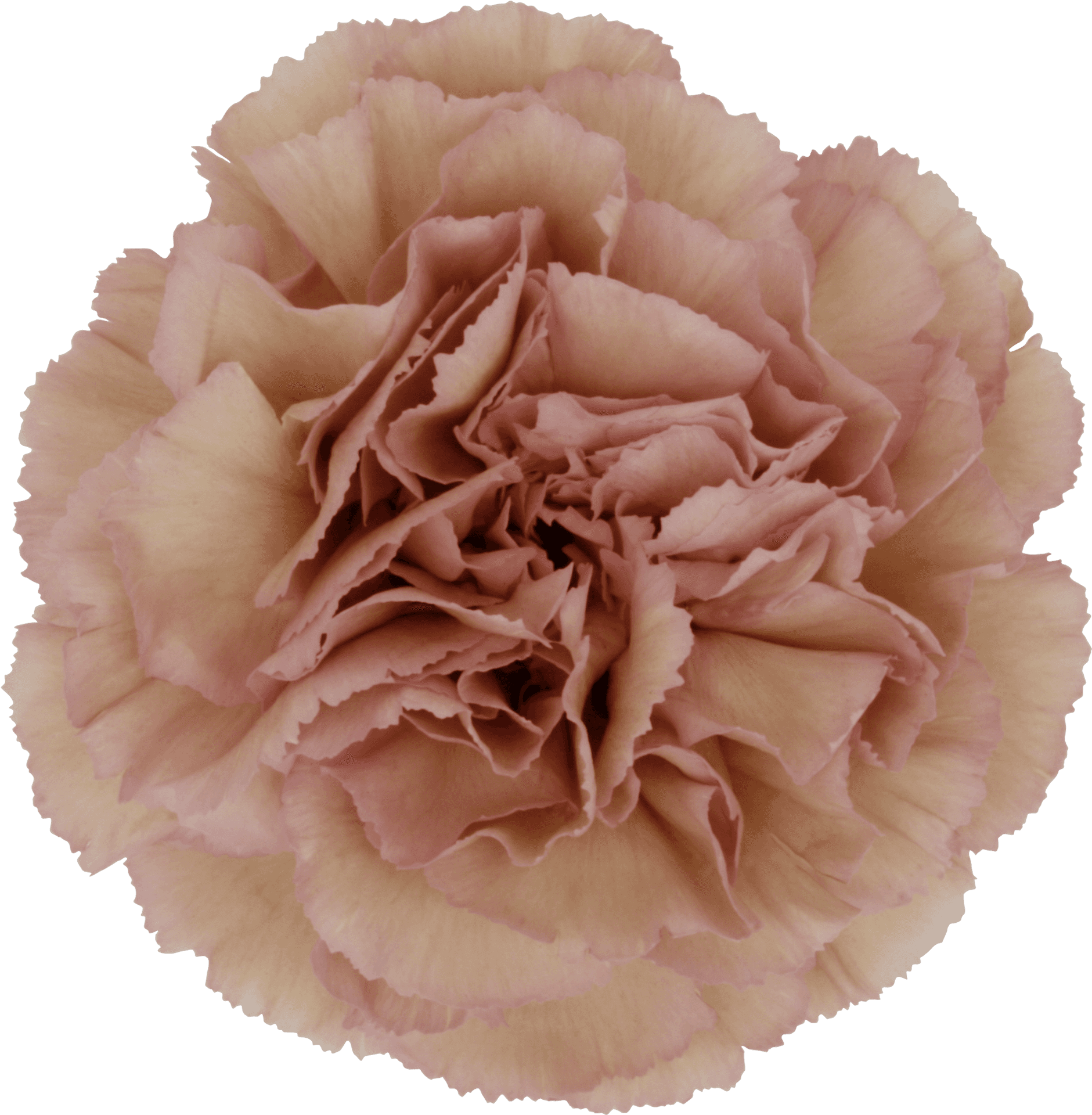 Pink Carnation Flower Closeup PNG