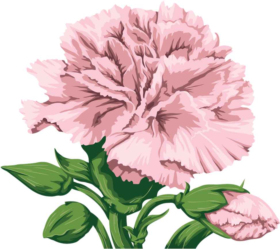 Pink Carnation Flower Illustration PNG