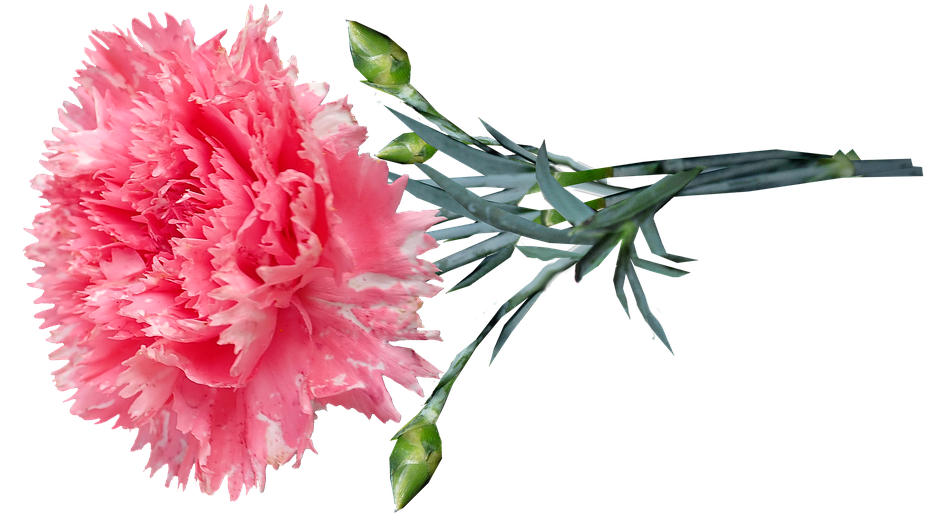 Pink Carnation Flower Transparent Background PNG