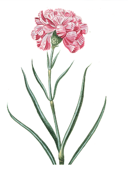 Pink Carnation Illustration PNG