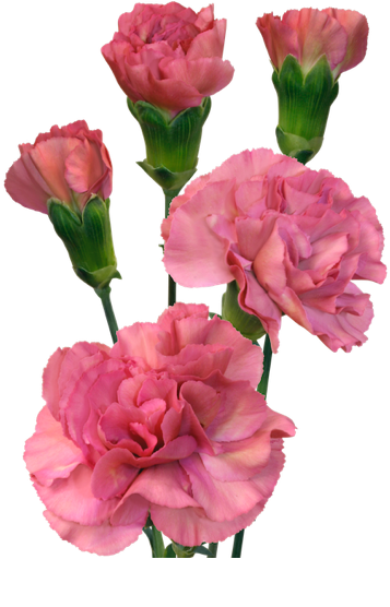 Pink Carnation Mocha Sweet PNG