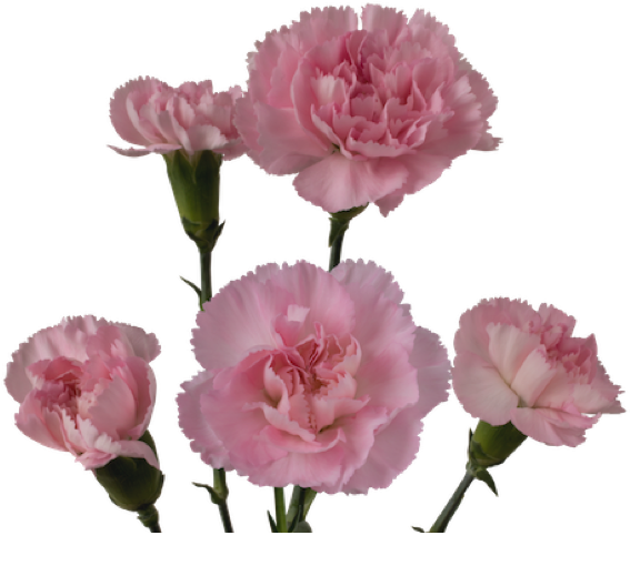 Pink Carnation Ornella Flowers PNG