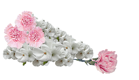 Pink_ Carnations_and_ White_ Flowers_ Arrangement PNG