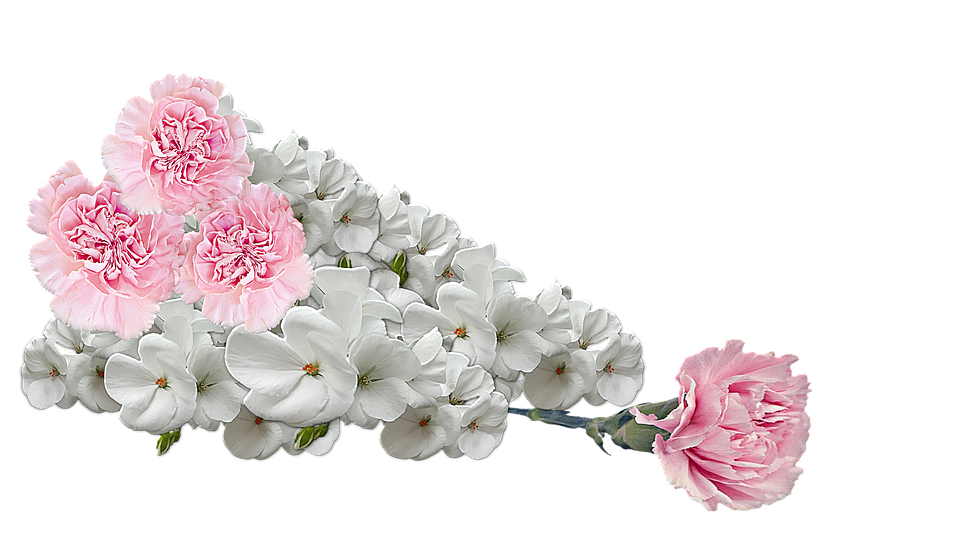 Pink_ Carnations_and_ White_ Phlox_ Flowers PNG