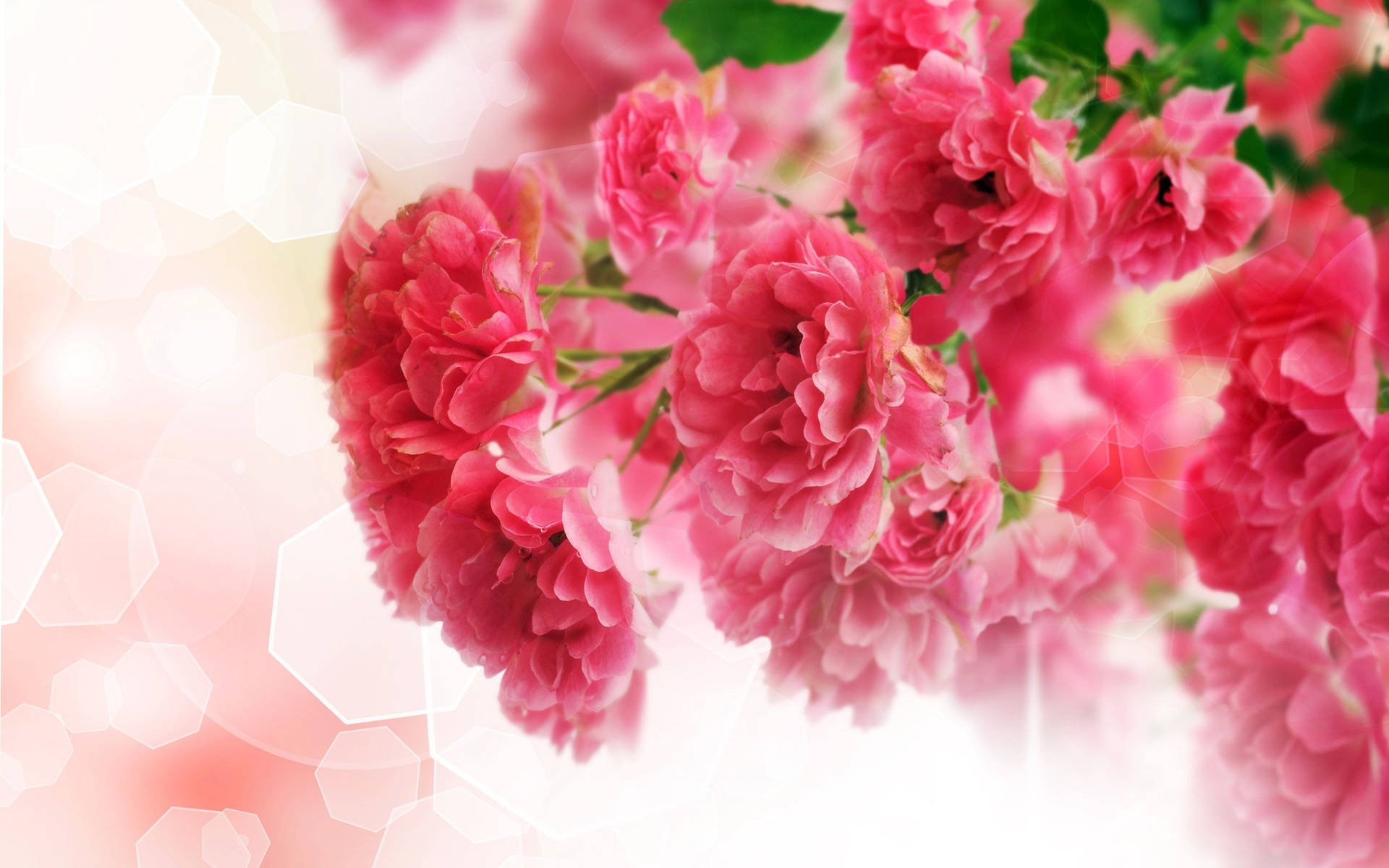 Pink Carnations Illustration Wallpaper