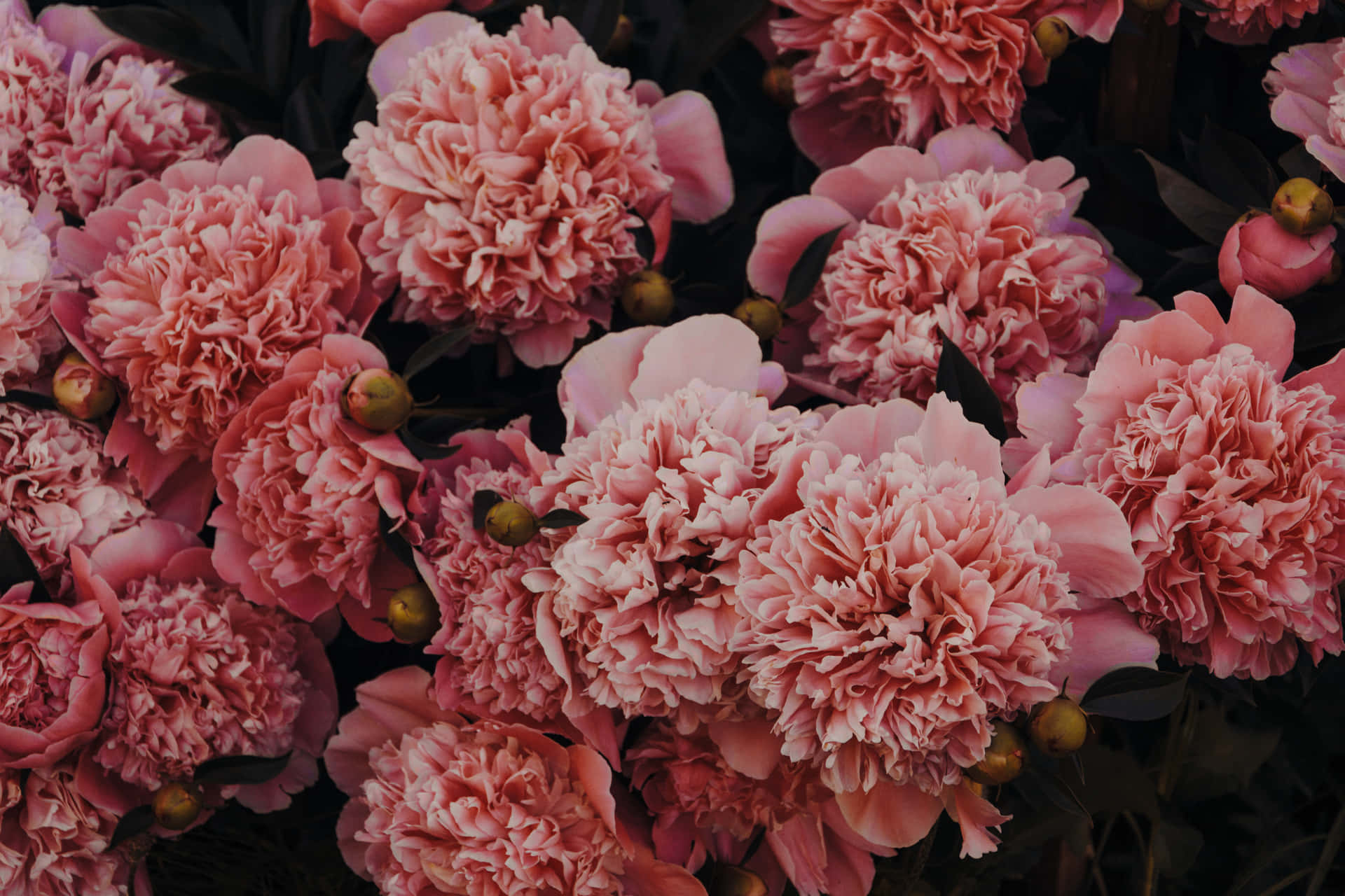 Pink Carnations Picture