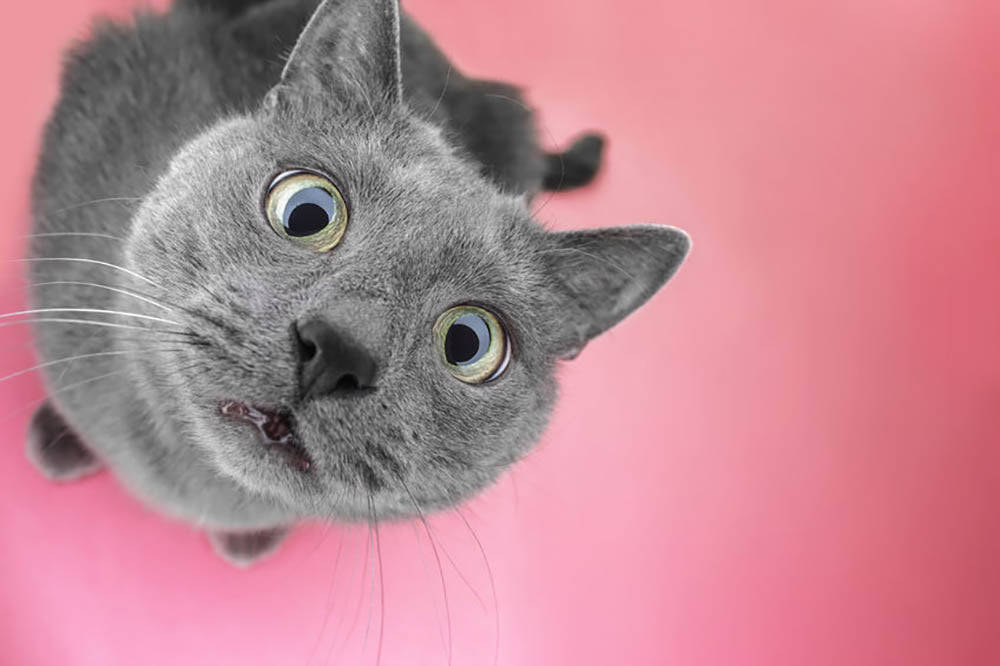 Immaginedi Un Gatto Rosa Con Occhi Dorati Sfondo