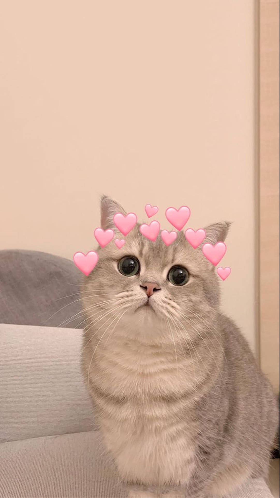 En kat med hjerter på sin hoved Wallpaper