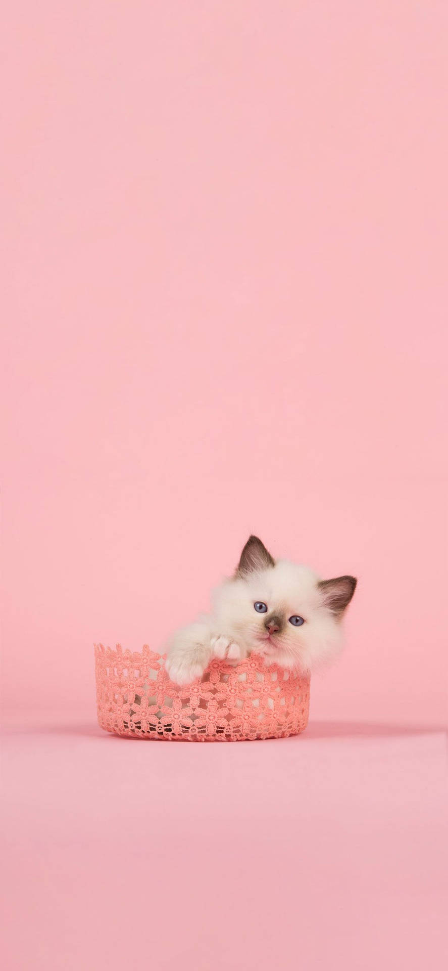 Look at this adorable pink cat! Wallpaper