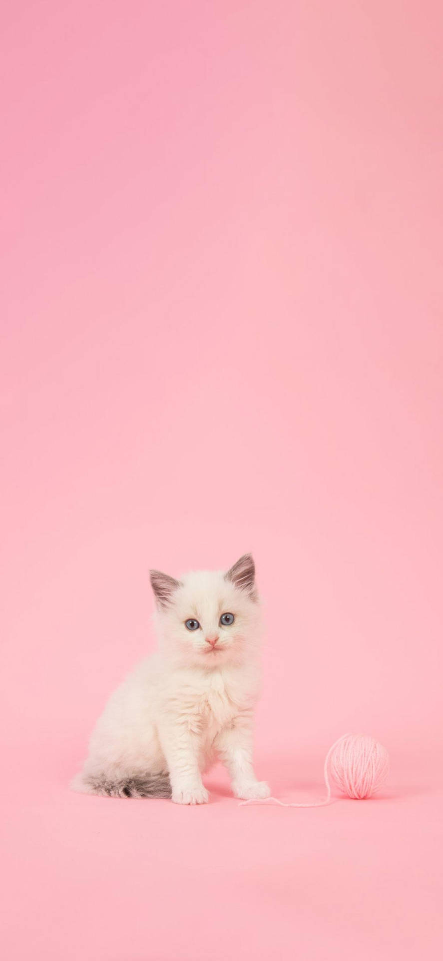 a white kitten sitting on a pink background Wallpaper