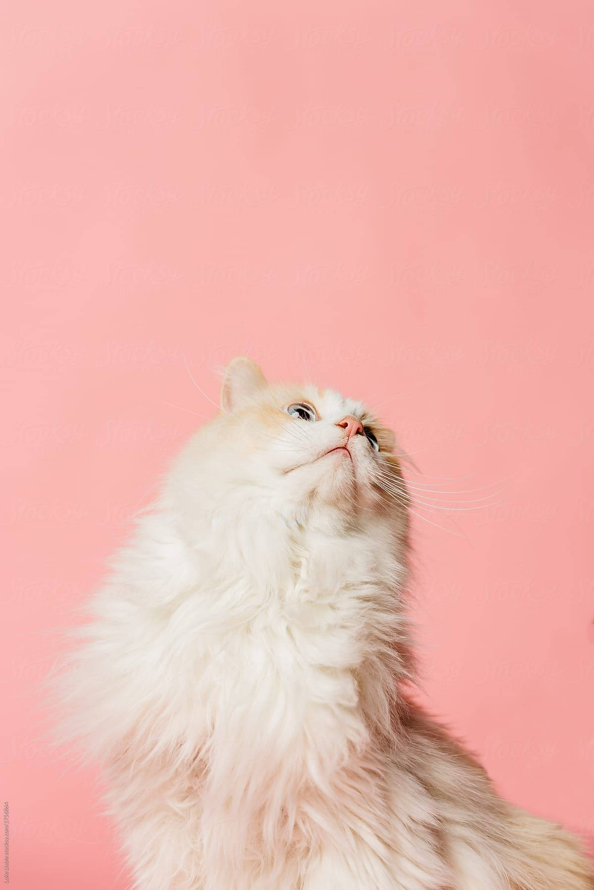 A White Cat Is Looking Up At The Camera Wallpaper