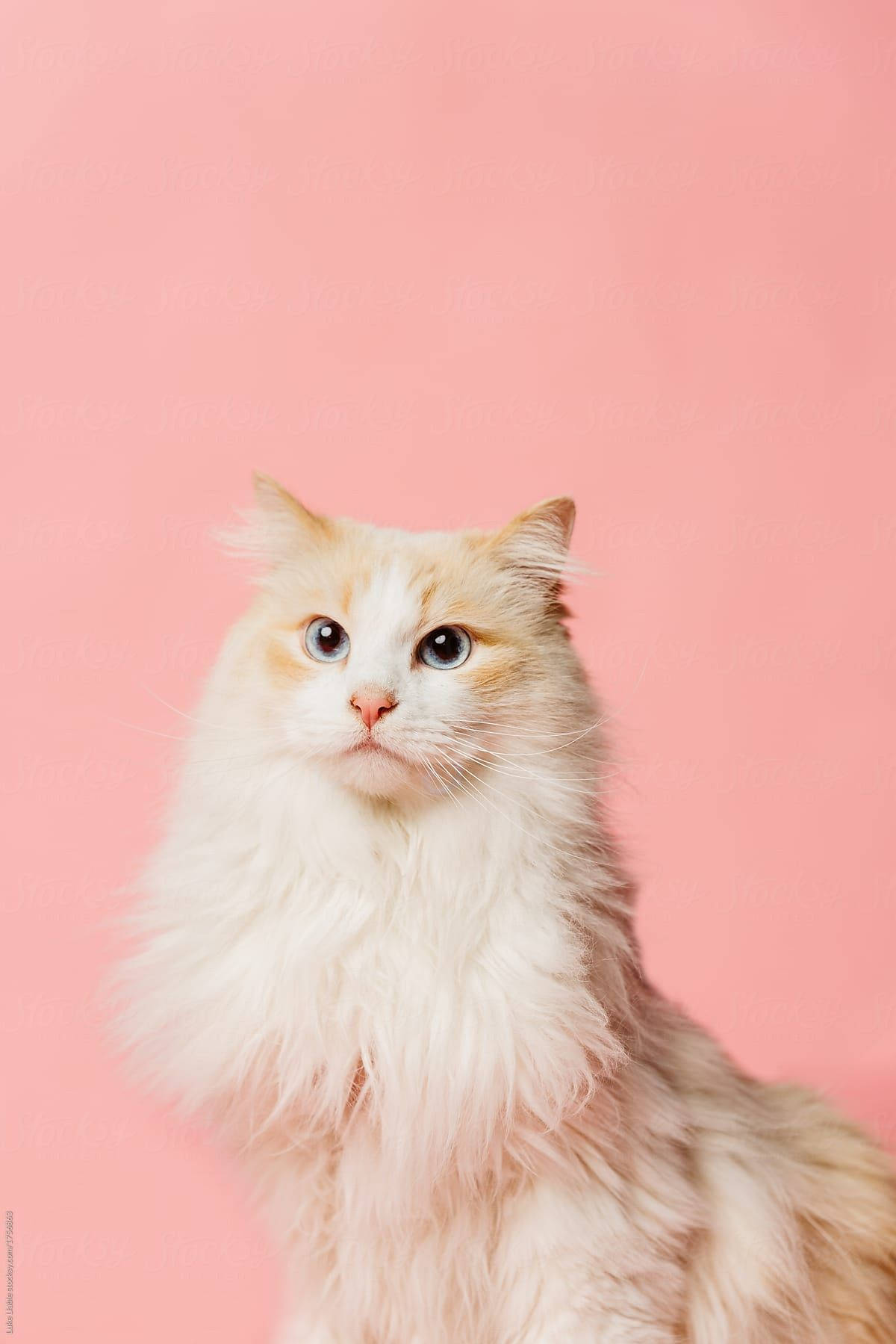 Fluffy Pink Cat Wallpaper