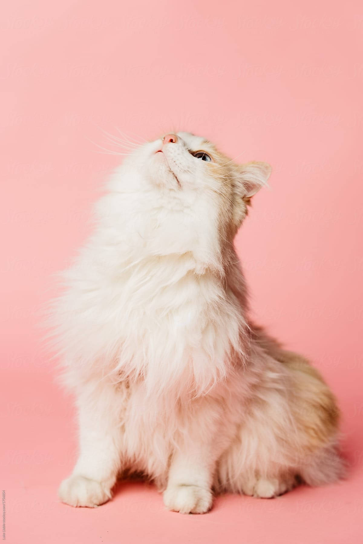 Eineentzückende Rosa Katze Liegt An Einem Sonnigen Ort. Wallpaper