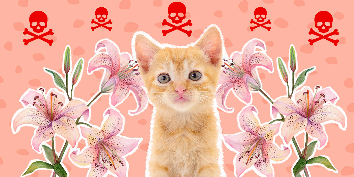 Pink Cat With Flowers Wallpaper