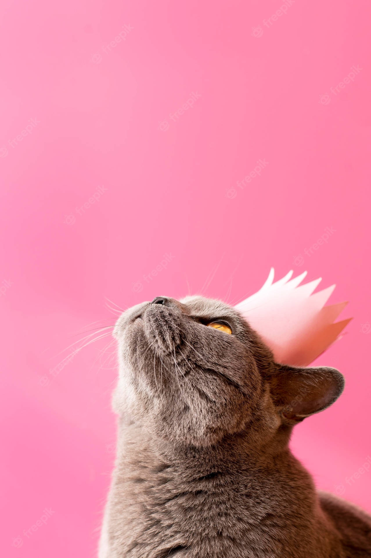 Engrå Katt Med En Rosa Krona På En Rosa Bakgrund Wallpaper