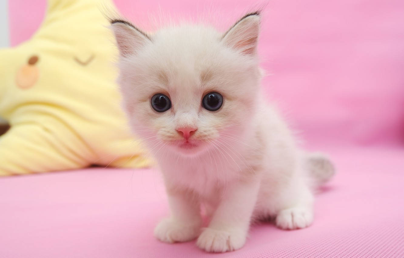 Check out this cute pink kitty! Wallpaper