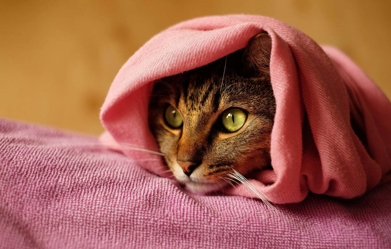 Asciugamanorosa Con Gatto Sfondo