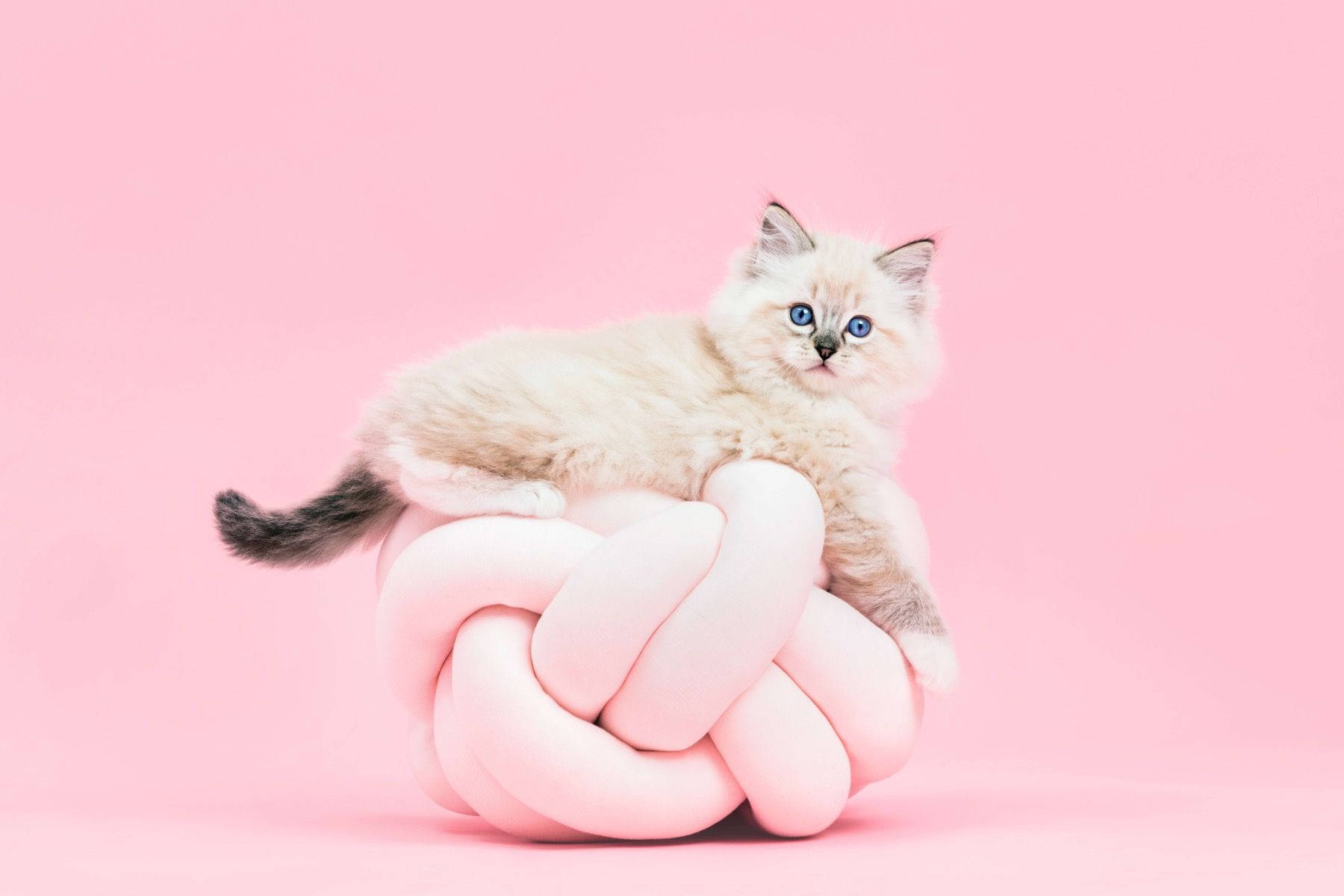 Bildsüße Pinke Katze Auf Einem Stuhl Wallpaper