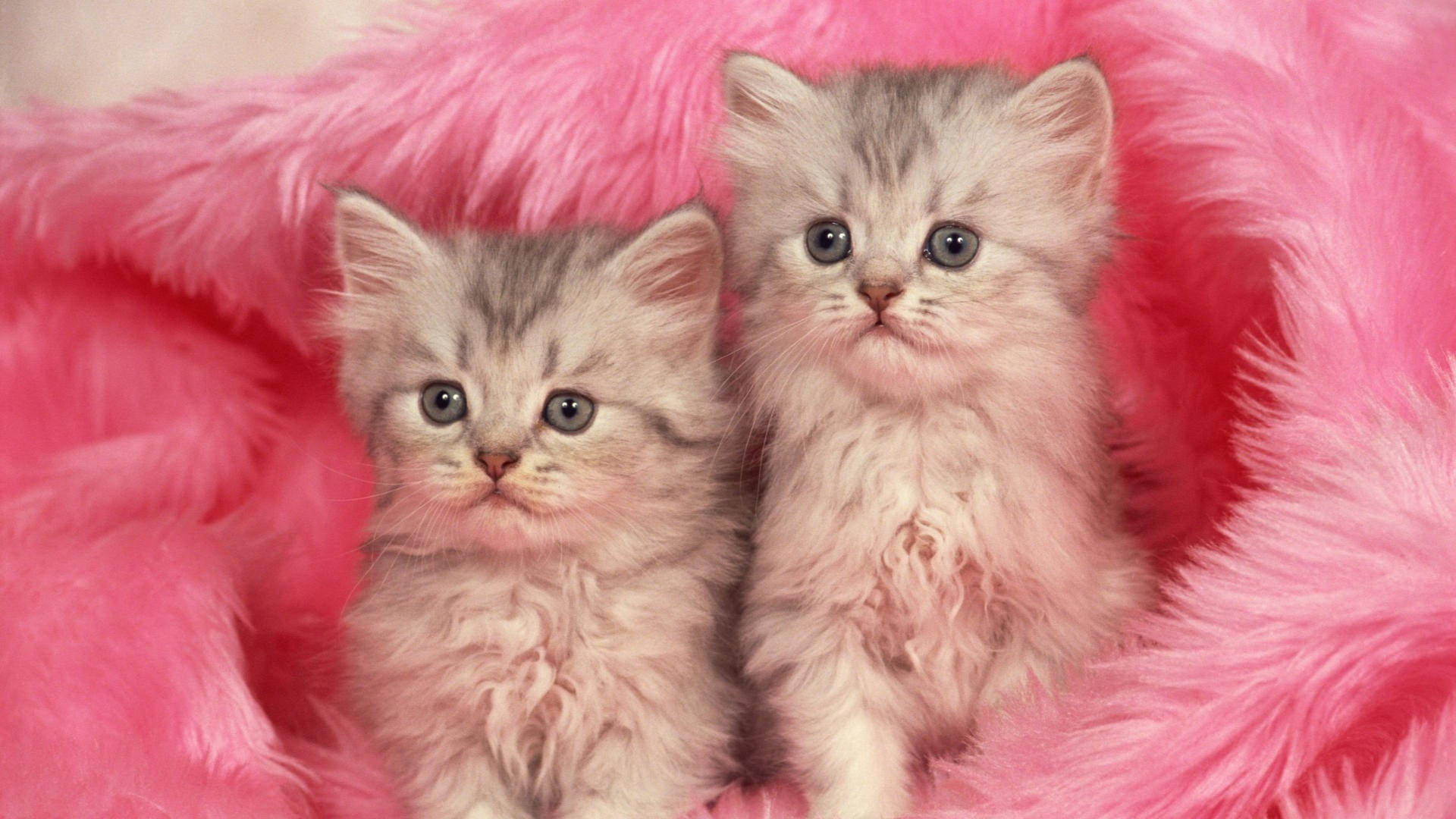 Pink Cat Fur Coat Wallpaper