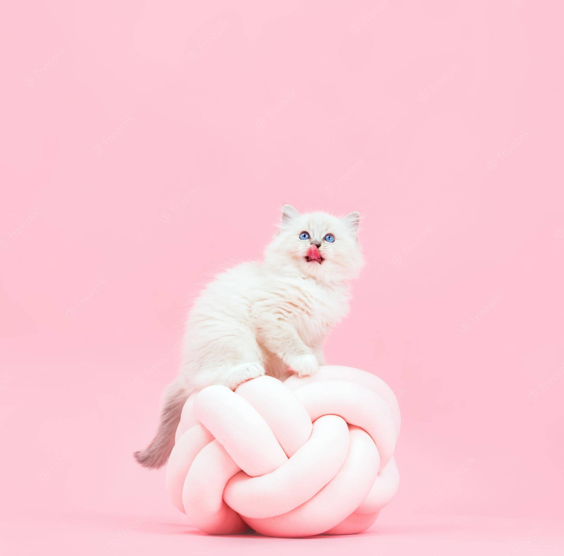 Einweißes Kätzchen Sitzt Auf Einem Pinken Ball. Wallpaper