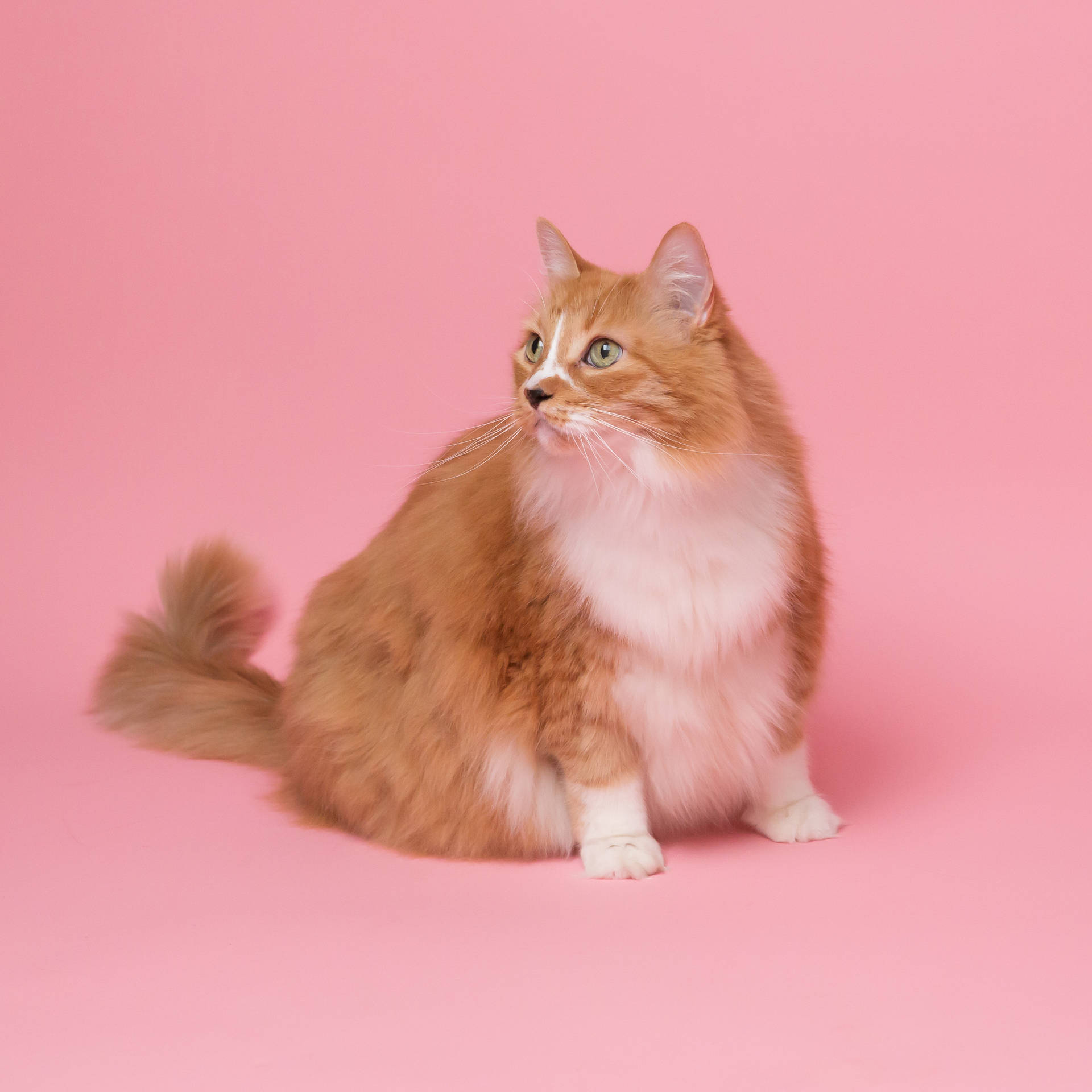 Pretty pink kitty strikes a curious pose Wallpaper