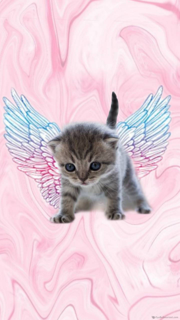 Pink Cat With Angel Wings Wallpaper