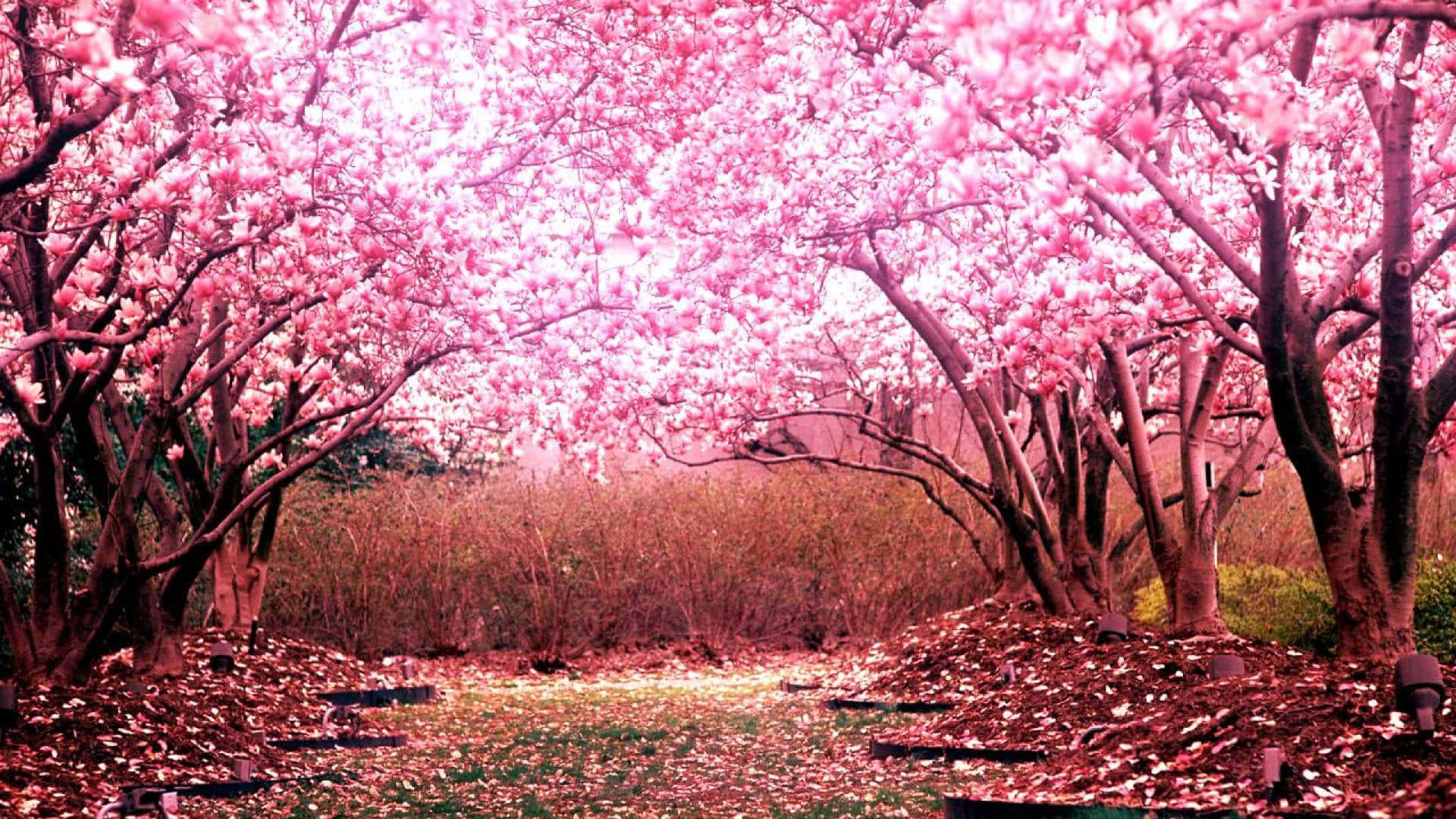En stille øjeblik af refleksion i en seng af pink kirsebærtræer. Wallpaper