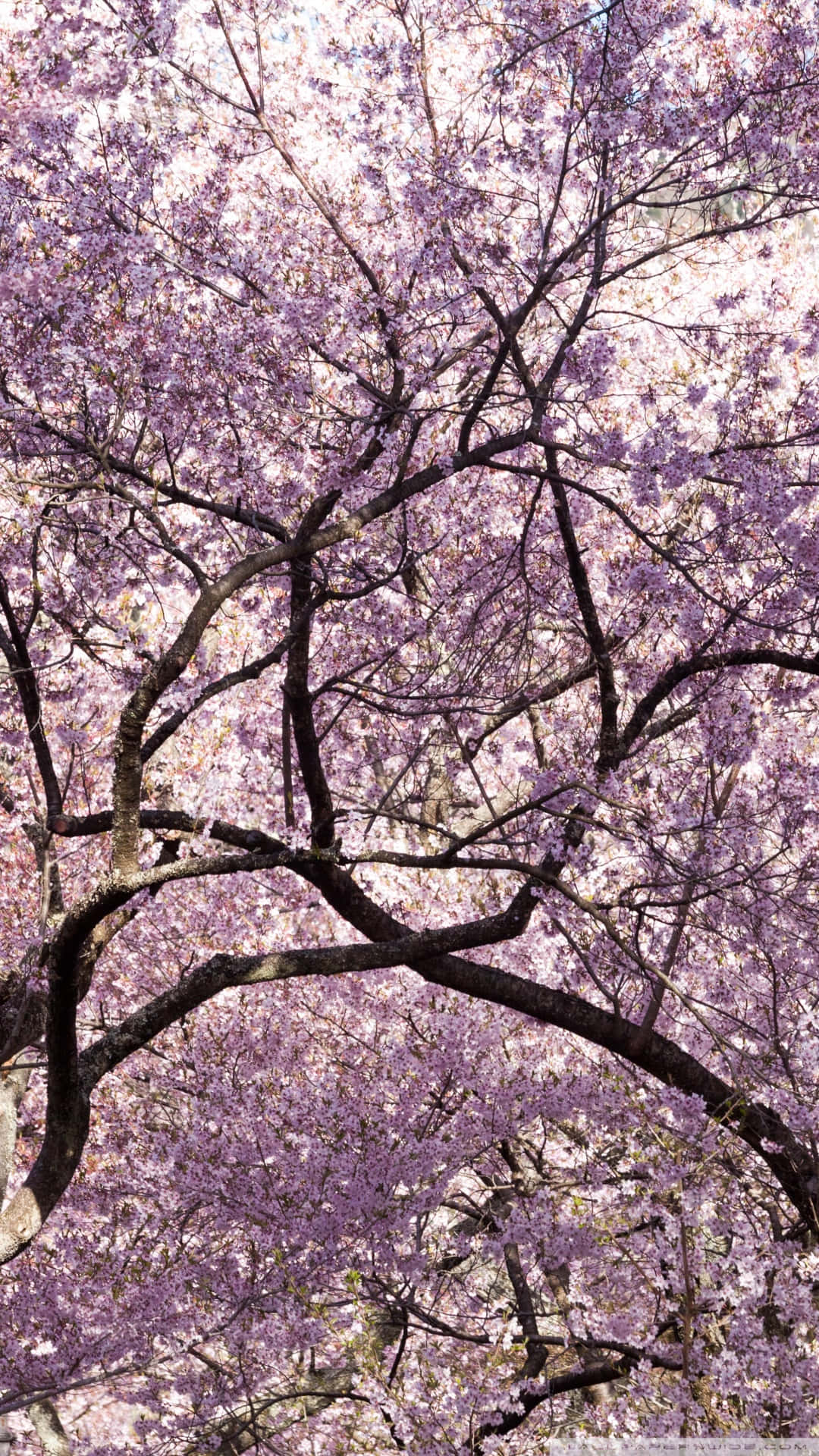 A Tree With Purple Blossoms In The Background Wallpaper