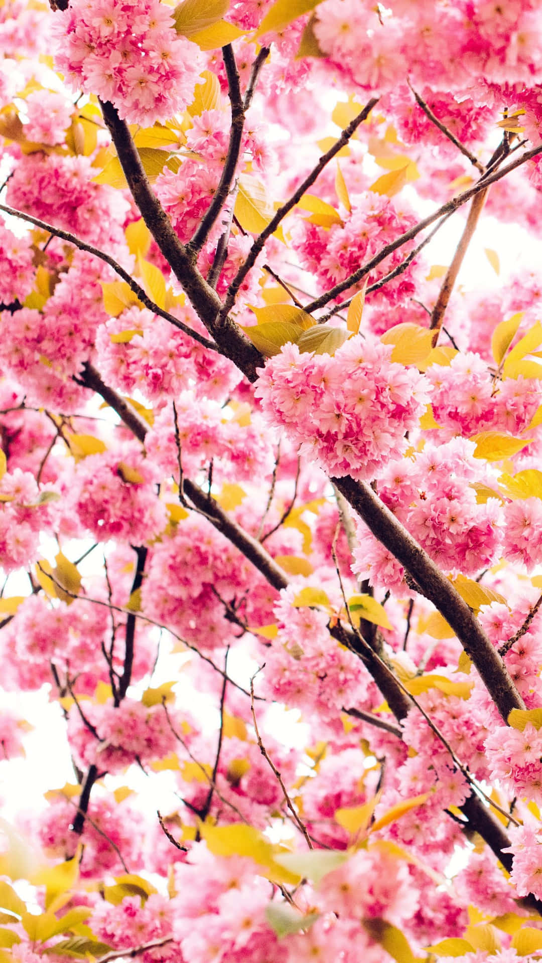 Oplev skønheden af ​​en ny forårssæson med disse smukke lyserøde kirsebærblomster. Wallpaper