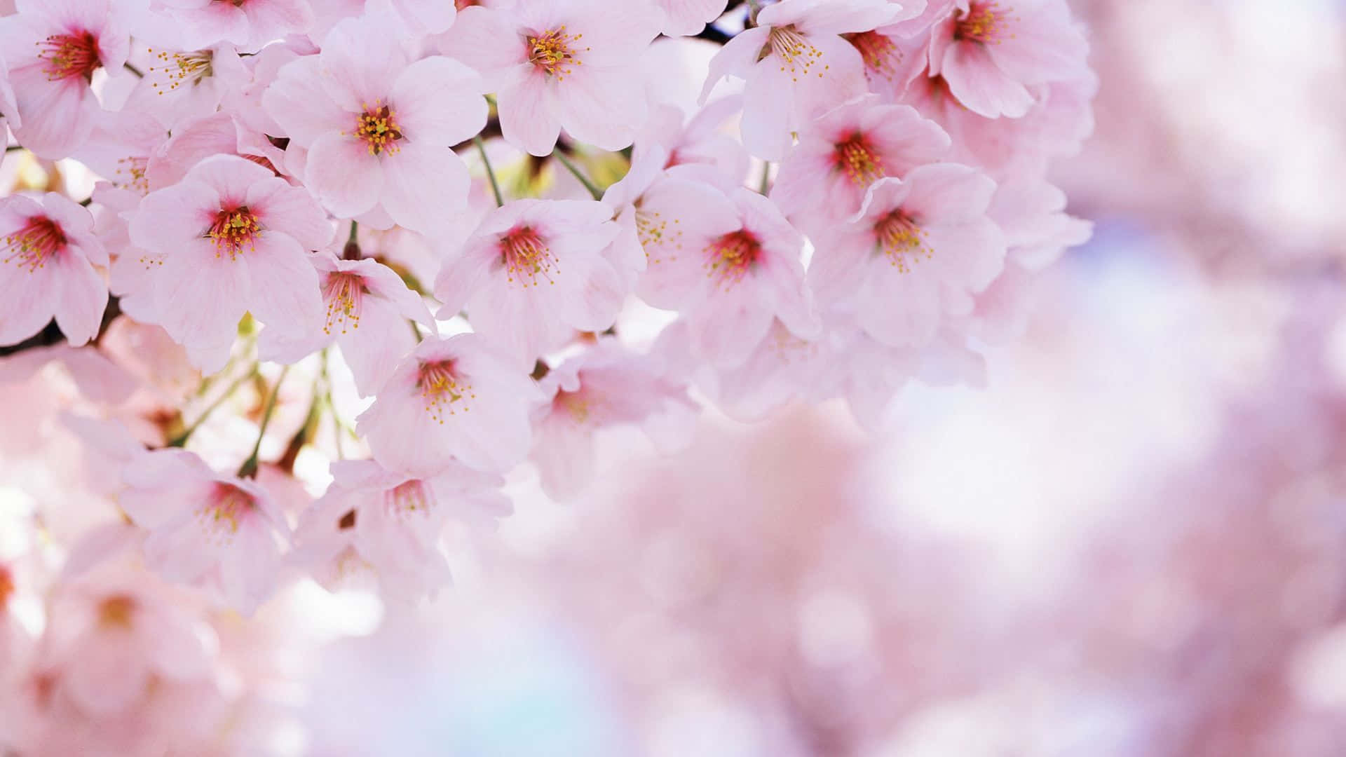 Pink Cherry Blossoms Stock Photo  Download Image Now  Cherry Blossom  Flower Pink Color  iStock