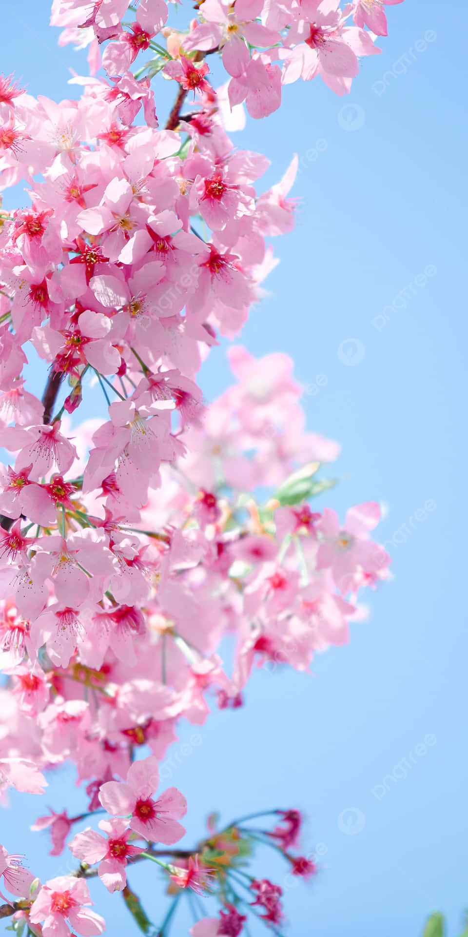 A brilliant display of pink cherry blossoms Wallpaper