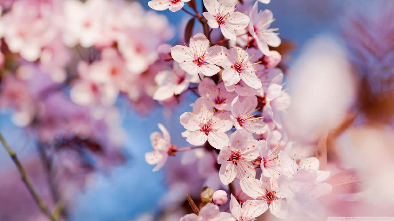 Enjoy the soft beauty of a pink cherry blossom against a clear sky Wallpaper