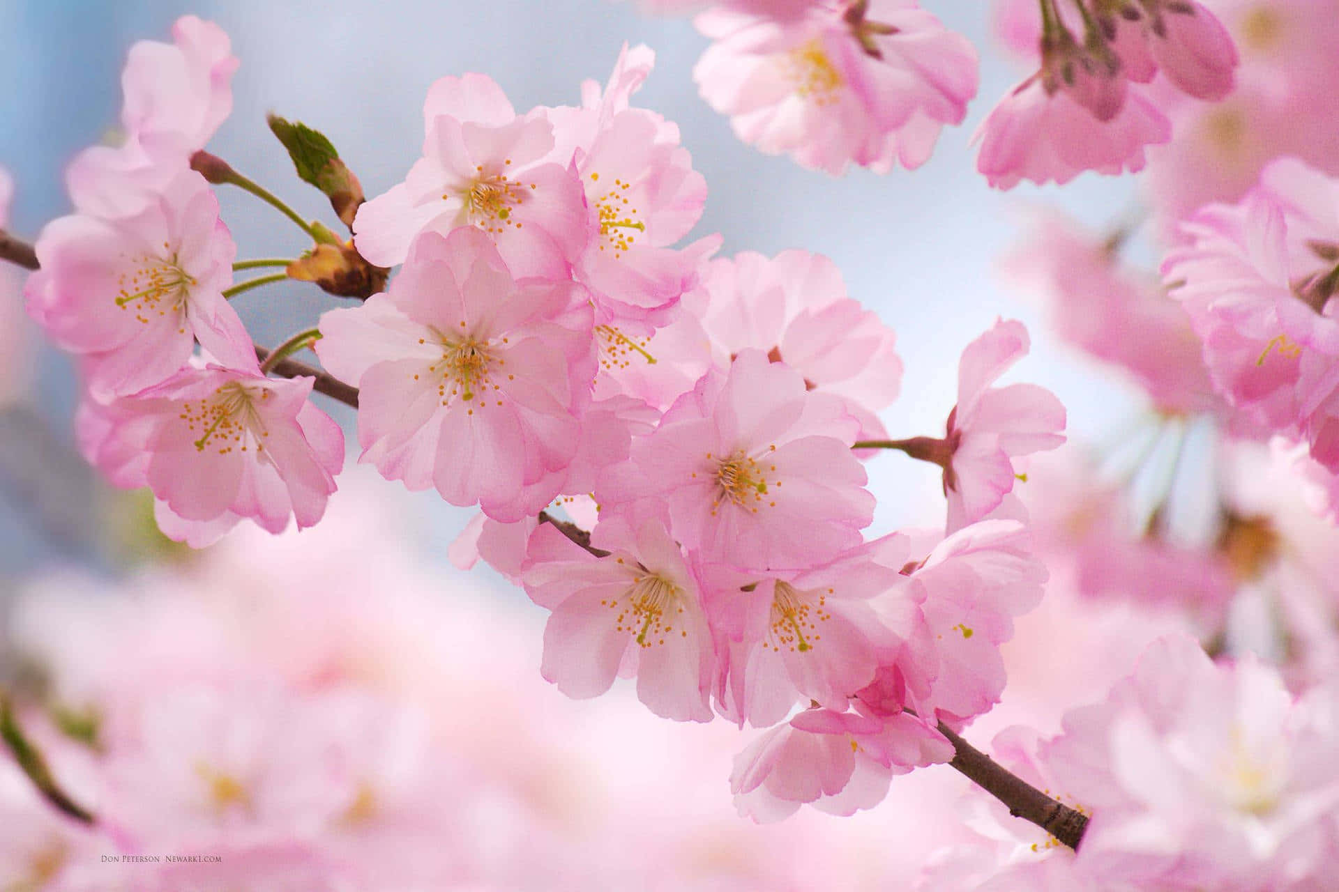 Delightful pink cherry blossoms against a pale yellow sky Wallpaper