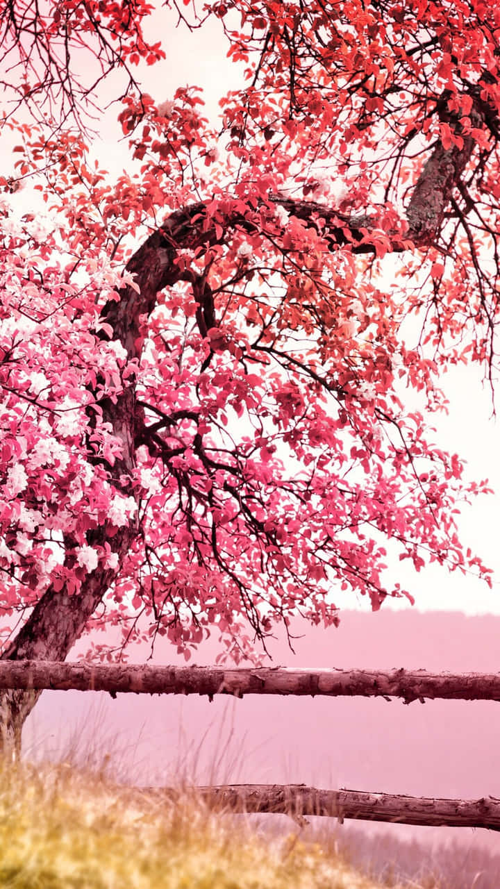 “Et forbløffende syn af en lyserød kirsebærblomst træ” Wallpaper